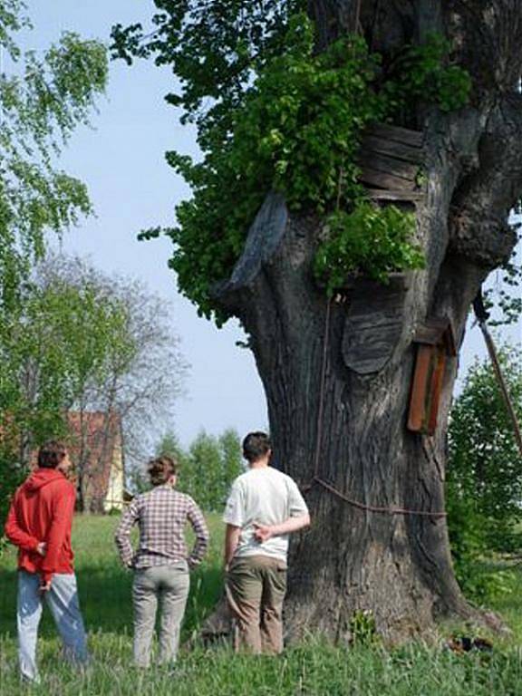 Hartmanově lípě se dostalo odborné péče