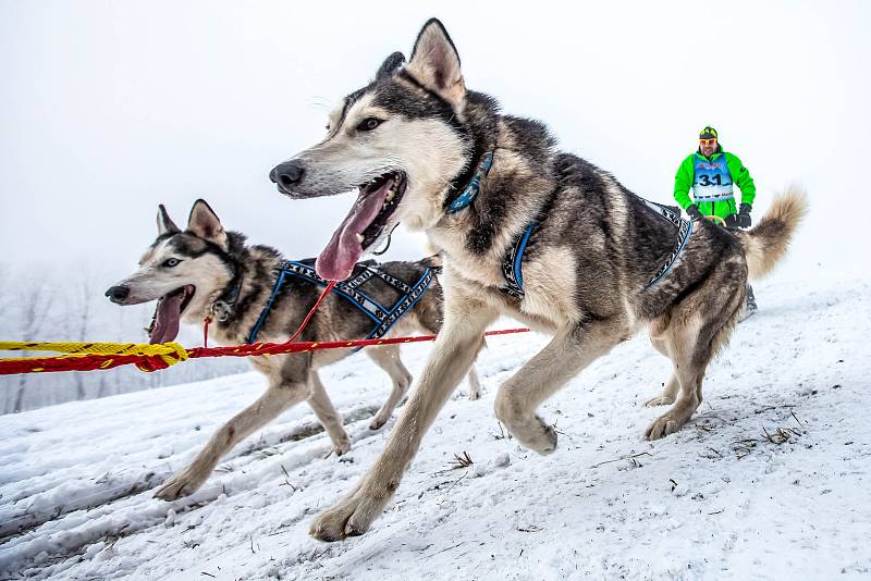 Šediáčkův long - závod psích spřežení v Orlických horách.