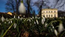 Anglický park Nového zámku v Kostelci nad Orlicí se na jaře pyšní kobercem květin.