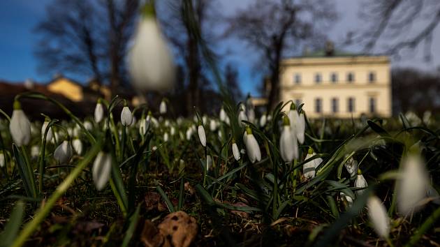 Vychutnejte si tu jarní rozkvetlou krásu v anglickém parku u Nového zámku v Kostelci nad Orlicí.