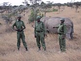 Mezi nosorožci v Keni