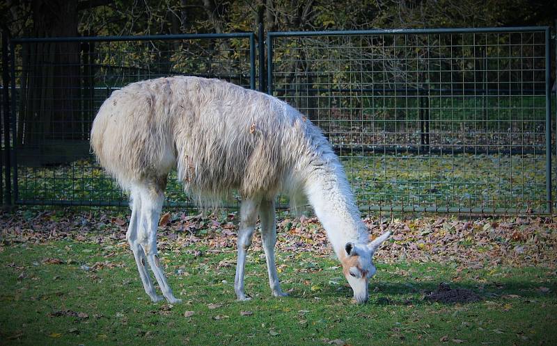 Z minizoo v Častolovicích. Lama