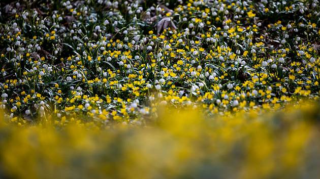 Vychutnejte si tu jarní rozkvetlou krásu v anglickém parku u Nového zámku v Kostelci nad Orlicí.