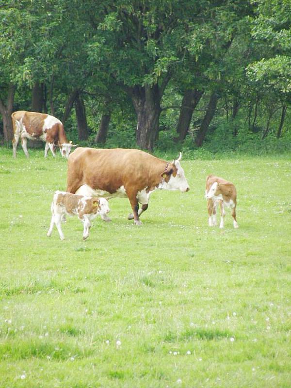 BĚHEM PŘEDÁNÍ OCENĚNÍ se konal také den otevřených dveří Bozetické farmy. Při něm se veřejnost mohla něco dozvědět o zásadách ekologického hospodaření.