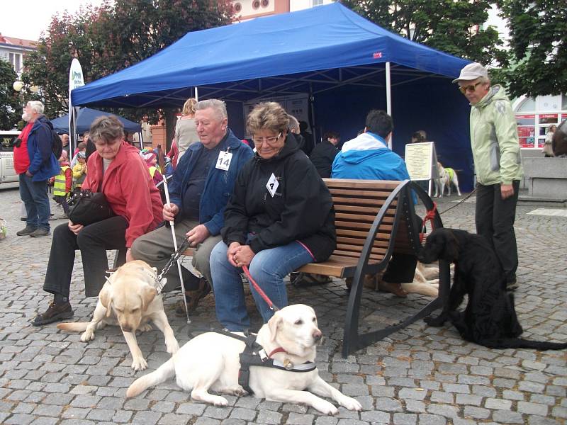 Na náměstí v Dobrušce se v tradiční soutěži vodicích psů představilo patnáct účastníků.