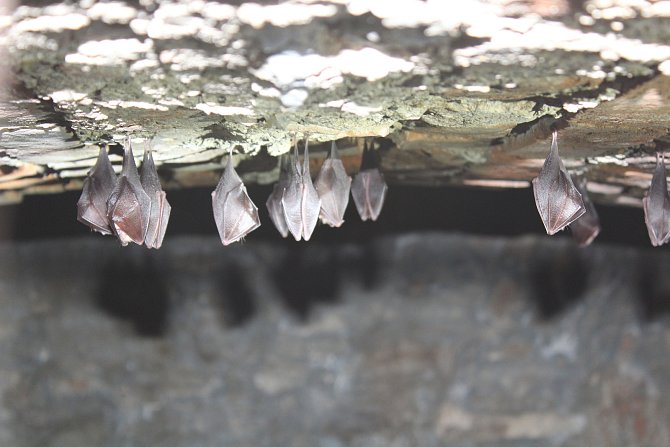 Pro netopýry je sklepení pod zámkem oblíbeným zimovištěm.