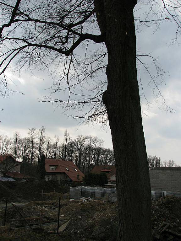 Osud lípy je zpečetěný.  Většina vlastníků bytového domu v Kvasinách podpořila pokácení vzrostlého stromu. 