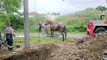 Záchrana koně spadlého do studny v Bolehošti.