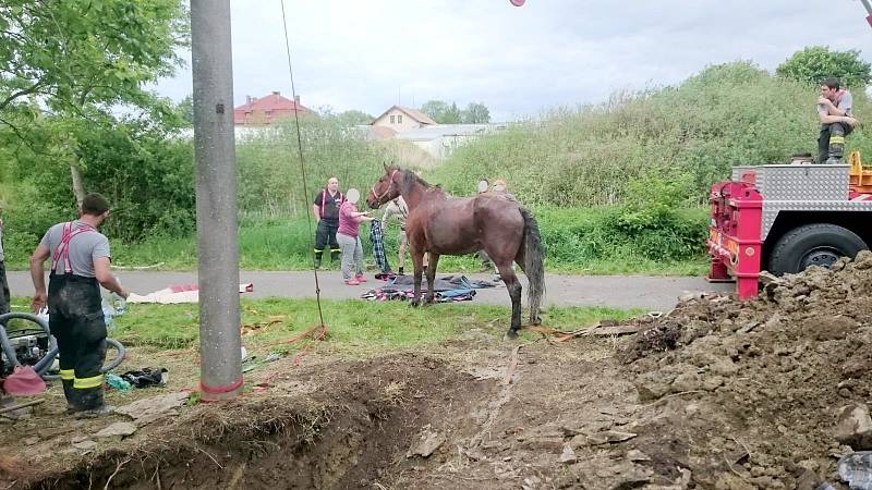 Záchrana koně spadlého do studny v Bolehošti.