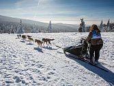 Šediváčkův long - závod psích spřežení na hřebeni Orlických hor.