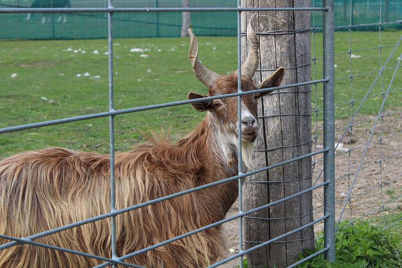 Malá zoologická zahrada ve Stěžerách opět láká k návštěvě.