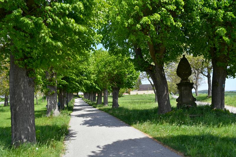 Lipová alej u dobrušského hřbitova.