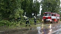 Spadlý strom u hřbitova v Opočně.