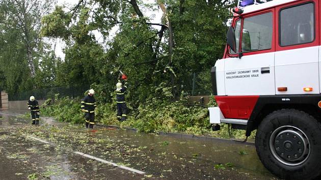 Spadlý strom u hřbitova v Opočně.