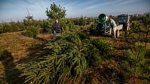 Plantáž vánočních stromků v Houdkovicích na Rychnovsku