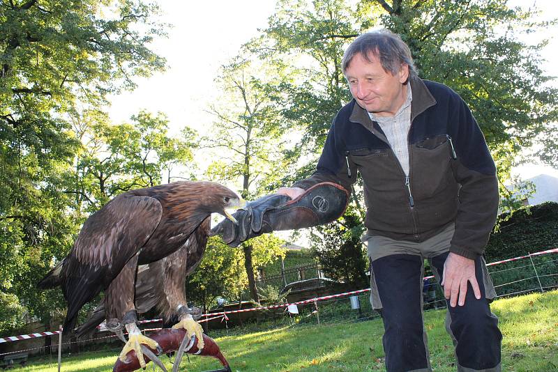 Viktor Čahoj vychoval a vycvičil už hodně dravců, Terka je jeho čtvrtým orlem skalním. Učil ale i krkavce. „Krkavec je hodně inteligentní, orel taky, ale každý svým způsobem, mají různé mentality,“ tvrdí.