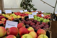 Ochutnávka mnoha odrůd jablek se uskuteční v sobotu v zahrádkářském domě v Častolovicích.
