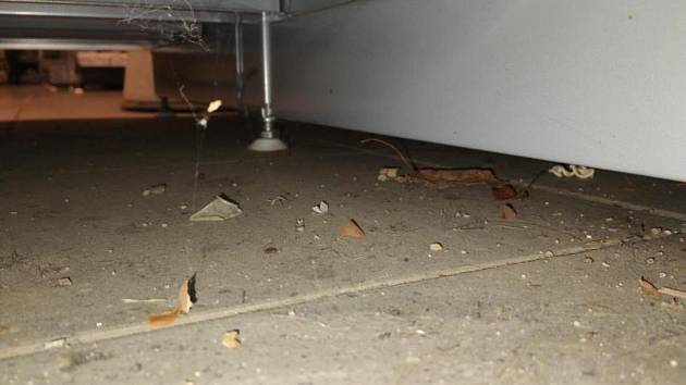 Inspektoři odhalili v kvasinském obchodě trus hlodavců, potraviny poškozené škůdci, špínu na podlaze i v regálech či poškozený strop.
