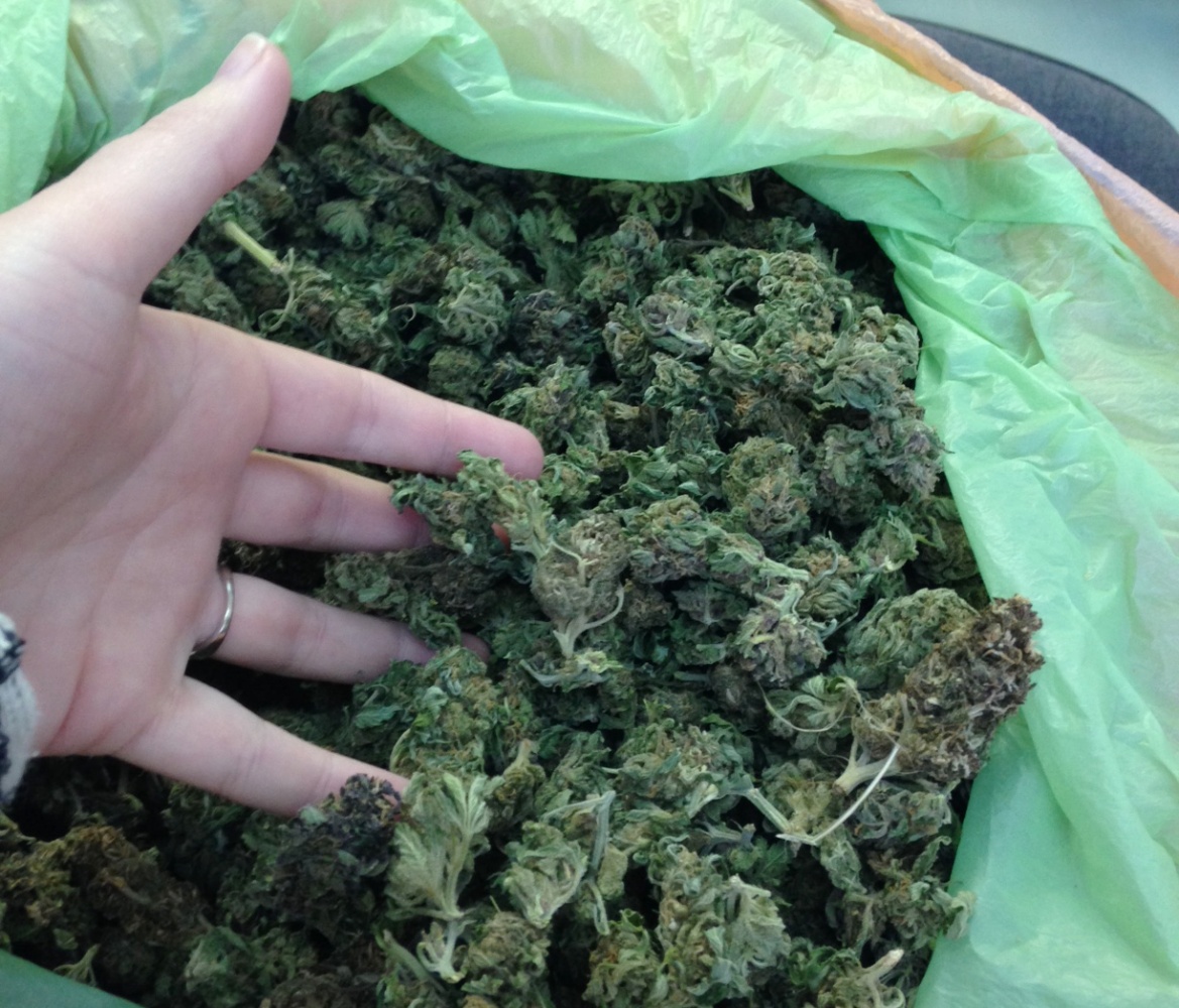 Při rozsáhlých zásazích na Rychnovsku zabavila policie deset kilo marihuany  - Rychnovský deník