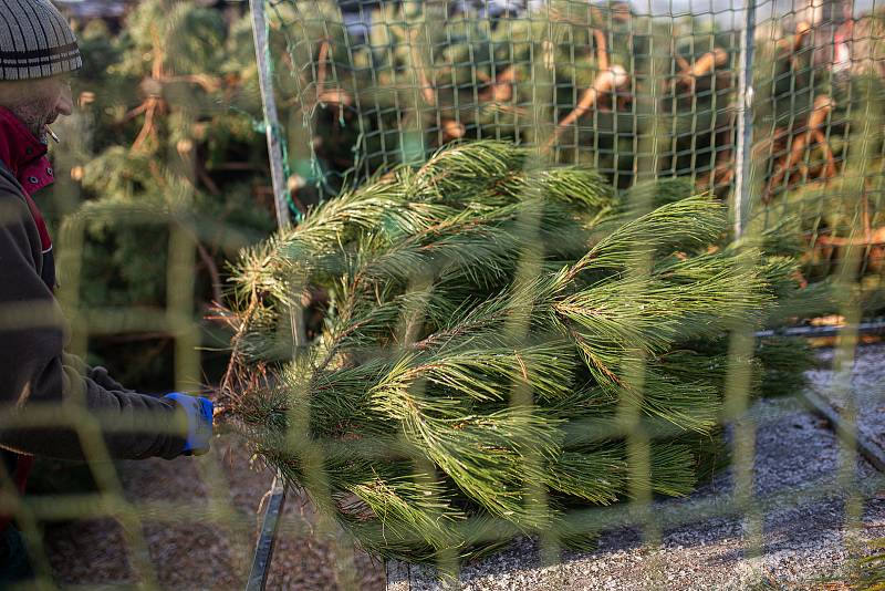 Plantáž vánočních stromků v Houdkovicích na Rychnovsku