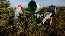 Plantáž vánočních stromků v Houdkovicích na Rychnovsku