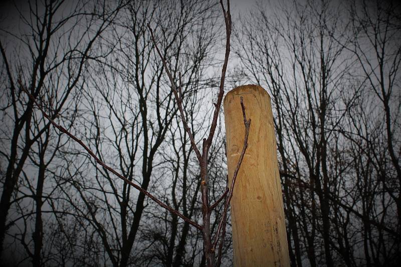 Nová štěpnice roste v sousedství zámeckého, dendrologicky velmi cenného zámeckého parku v Opočně.