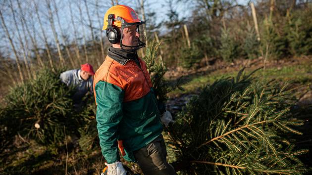 Plantáž vánočních stromků v Houdkovicích na Rychnovsku.