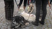 Na náměstí v Dobrušce se v tradiční soutěži vodicích psů představilo patnáct účastníků.