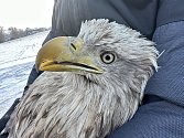 Orel se v záchranné stanici na Pardubicku zotavil a 8. ledna byl vypuštěný zpět do volné přírody.