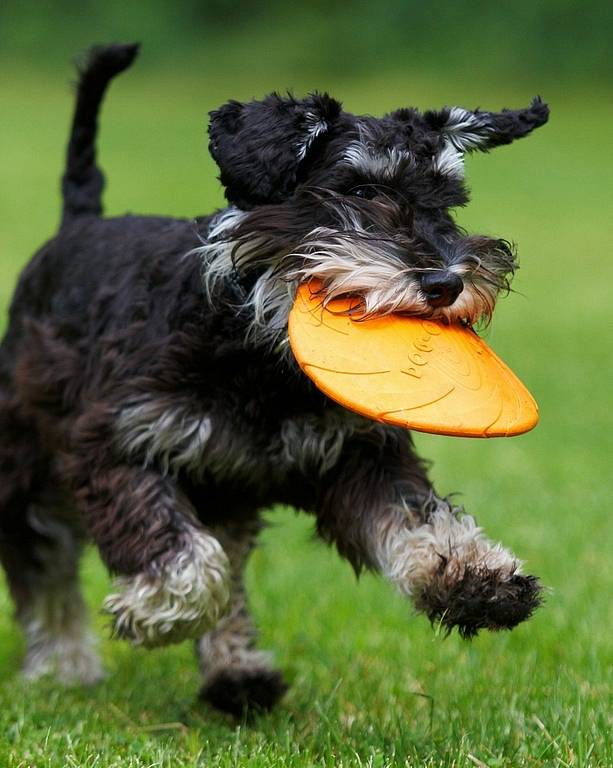 Šampionát agility v Opočně.