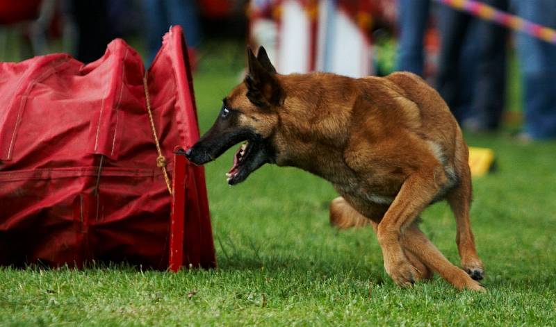 Šampionát agility v Opočně.