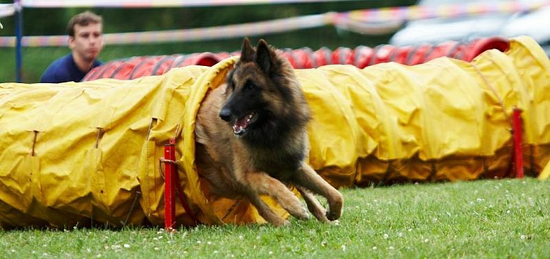 Šampionát agility v Opočně.