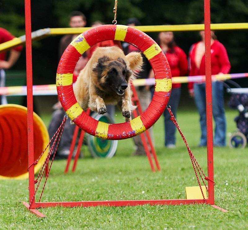 Šampionát agility v Opočně.