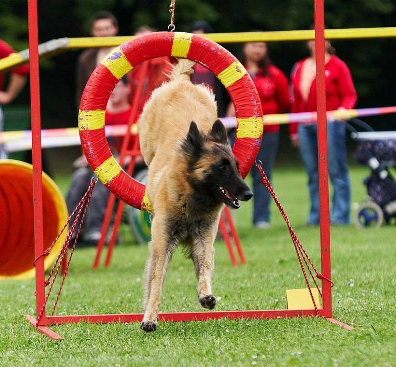 Šampionát agility v Opočně.