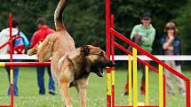 Šampionát agility v Opočně.