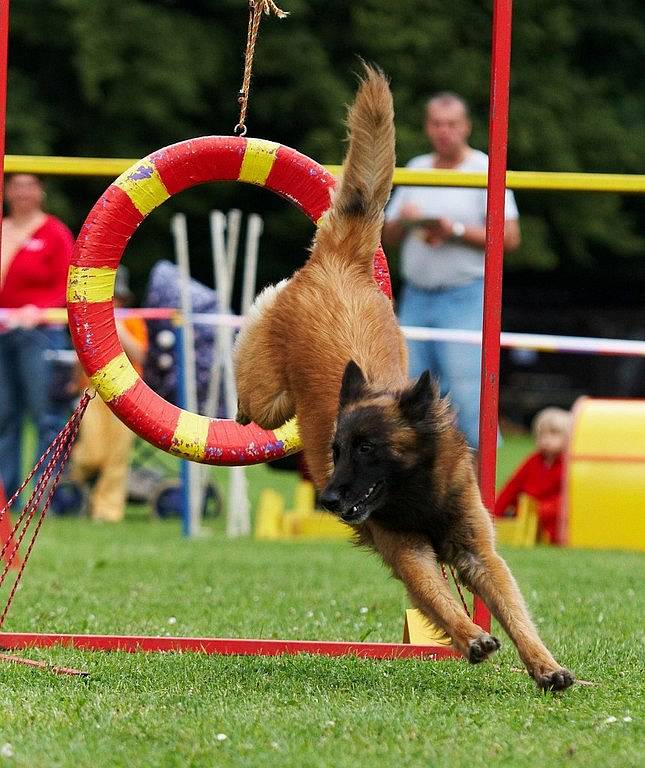 Šampionát agility v Opočně.