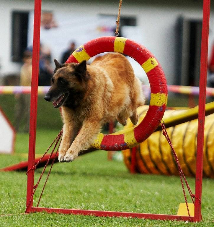 Šampionát agility v Opočně.