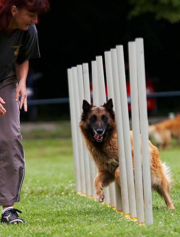 Šampionát agility v Opočně.