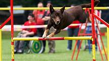 Šampionát agility v Opočně.