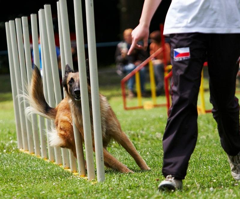 Šampionát agility v Opočně.