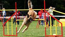 Šampionát agility v Opočně.