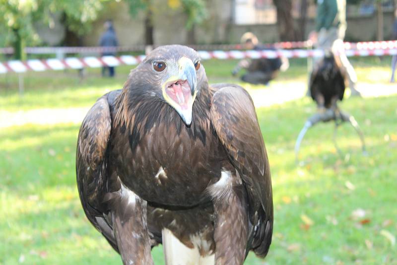 Sokolníci s dravci slavnostně zahájili setkání v Opočně.