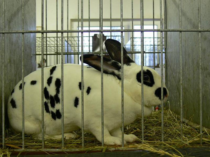 Výstava rexovitých králíků je u nás ojedinělá