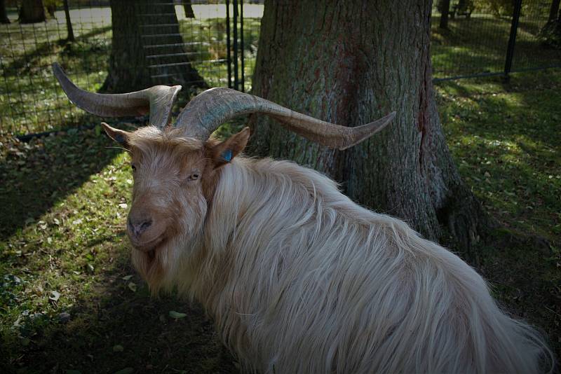 Z minizoo v Častolovicích.