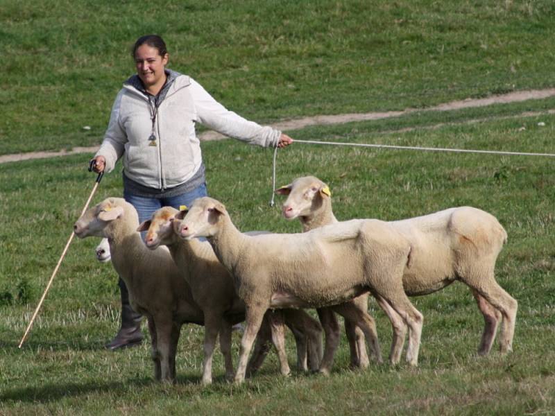 NA PASTVINÁCH v Koclířově předvedli o víkendu ovčáci práci border kolií s ovcemi. Kromě českých chovatelů přijeli také účastníci ze zahraničí.