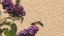 Dlouhozobka svízelová (Macroglossum stellatarum).