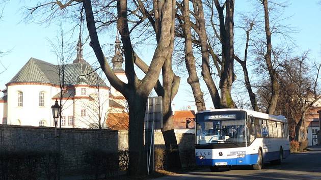 STARÉ STROMY u Klášterních zahrad jsou ve špatném stavu. Čeká je  likvidace. 