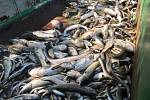 Rybník Rosnička u Svitav je bez života. Podle rybářů všechny ryby uhynuly.