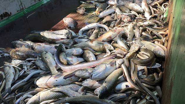 Rybník Rosnička u Svitav je bez života. Podle rybářů všechny ryby uhynuly.