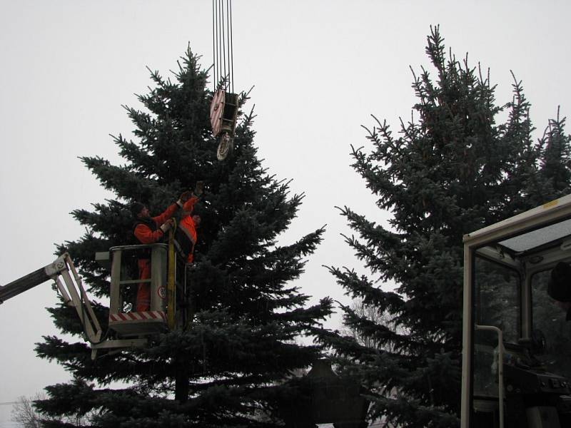 Vánoční strom putoval z Třebařova na náměstí do Moravské Třebové. Dvanáctimetrový smrk pichlavý rozsvítí Moravskotřebovští v první adventní neděli